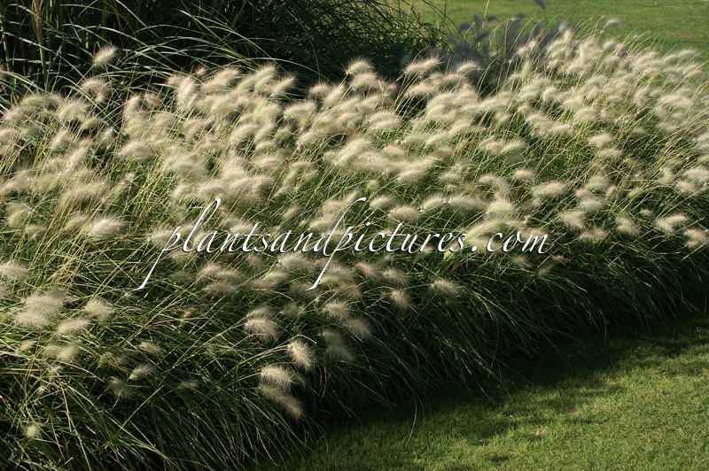 Stipa papposa