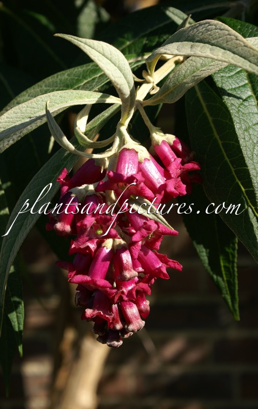 Buddleja colvilei