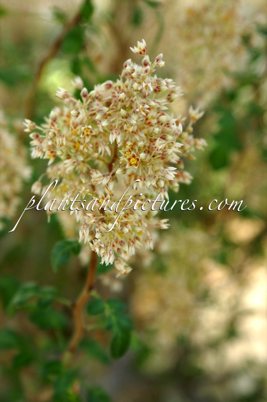 Pachycormus discolor