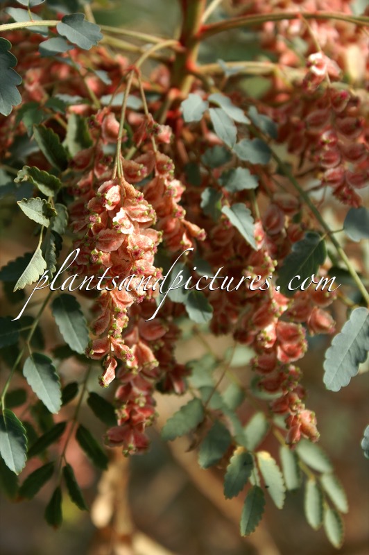 Bencomia moquiniana