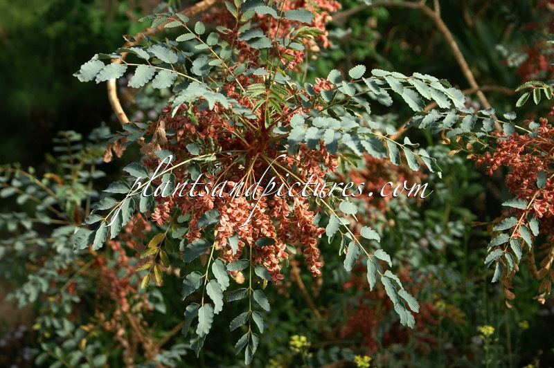 Bencomia moquiniana