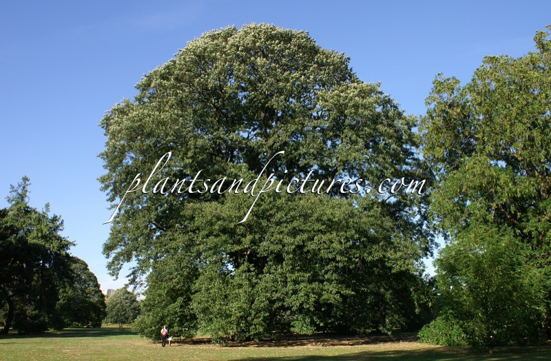 Quercus castaneifolia