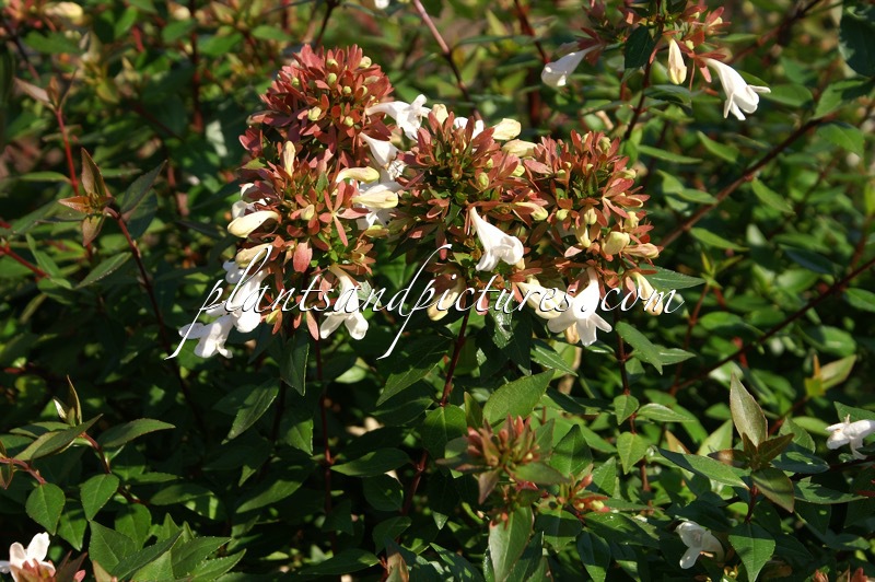 Abelia grandiflora ‘Little Richard’