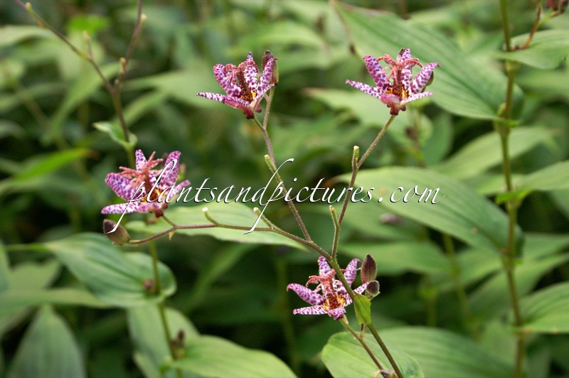 Tricyrtis formosana