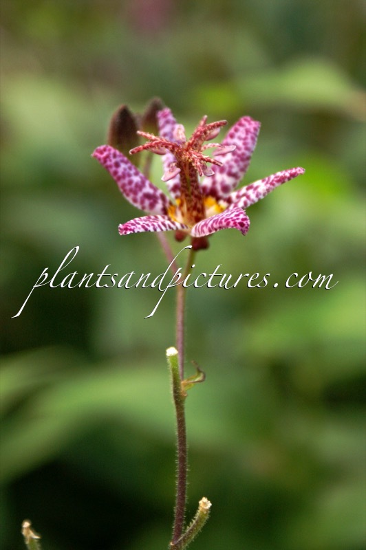 Tricyrtis formosana