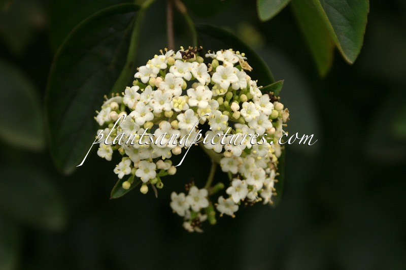 Viburnum schensianum