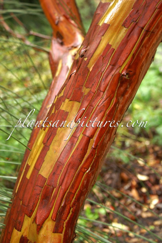 Arbutus andrachnoides