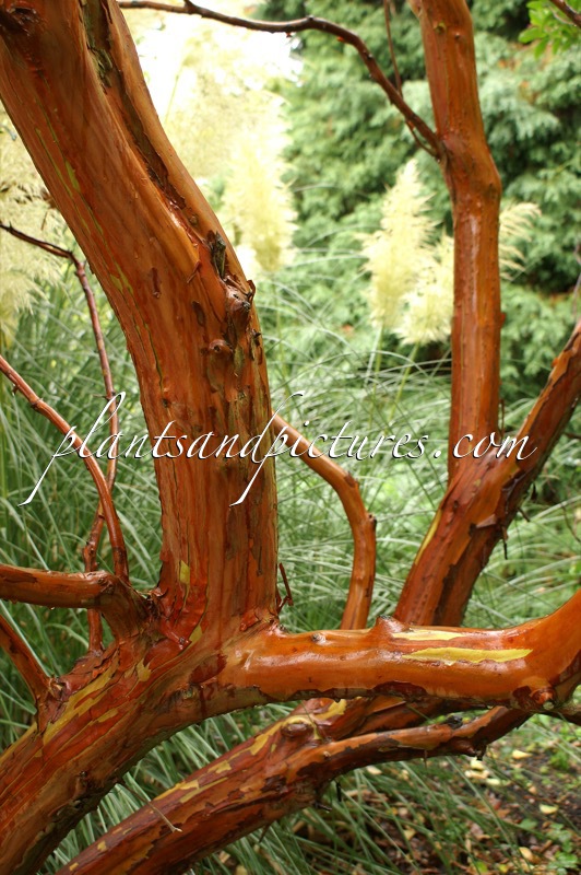 Arbutus andrachnoides