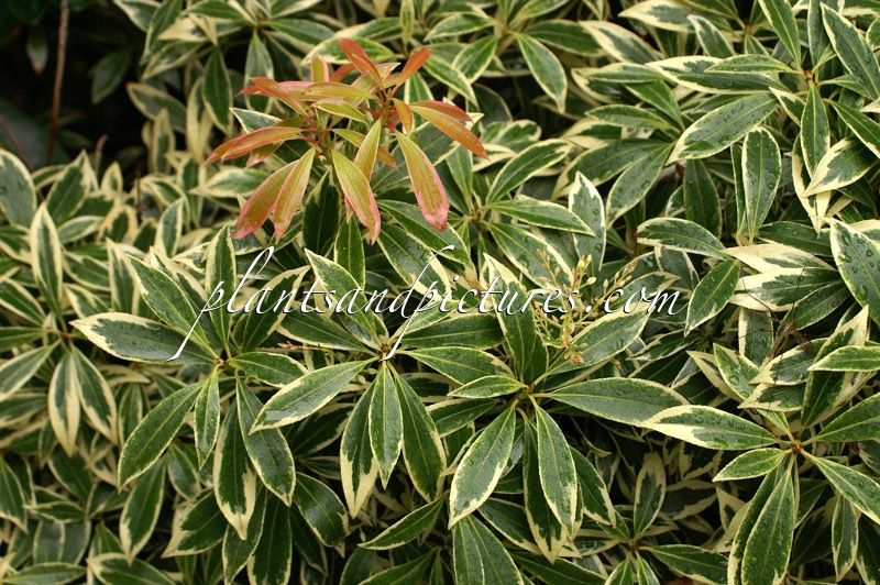 Pieris ‘Clifford Stevens’