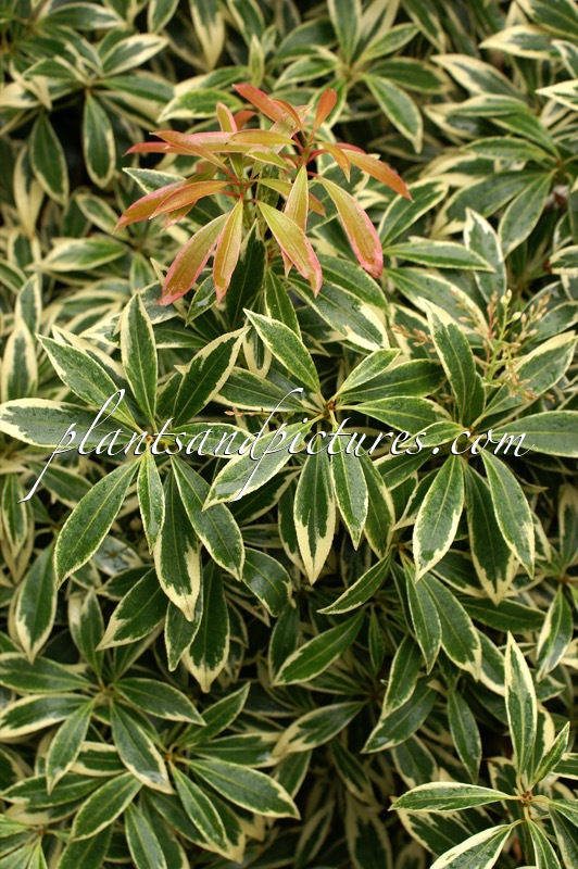 Pieris ‘Clifford Stevens’