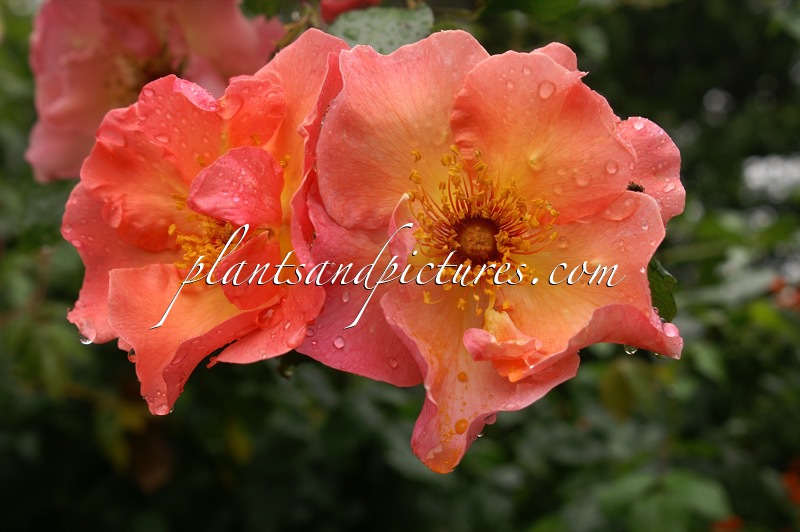 Rosa ‘Korizont’ (SUMMER WINE)