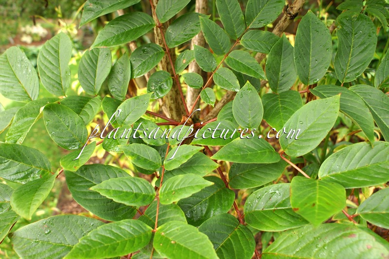 Meliosma veitchiorum