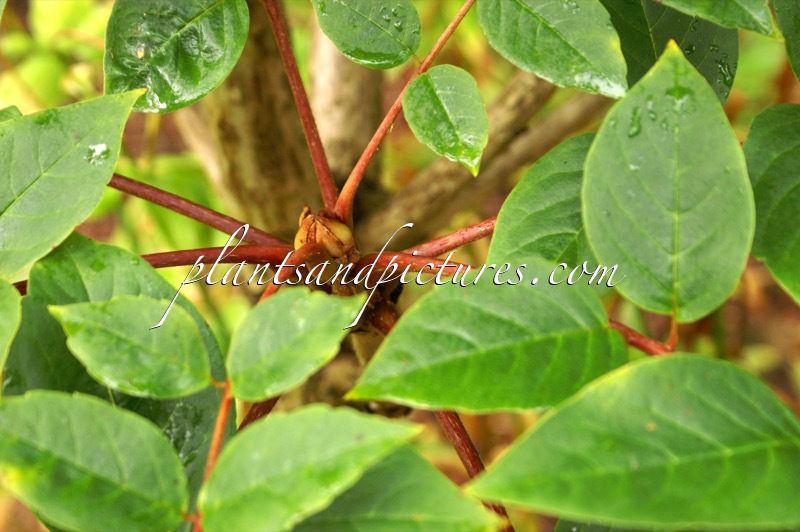 Meliosma veitchiorum