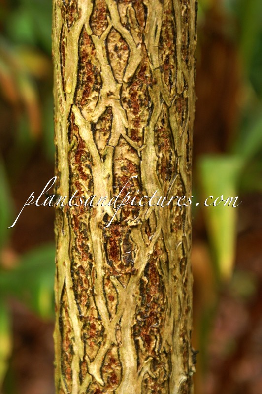 Meliosma veitchiorum