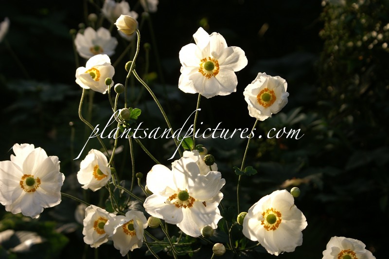 Anemone hybrida ‘Honorine Jobert’