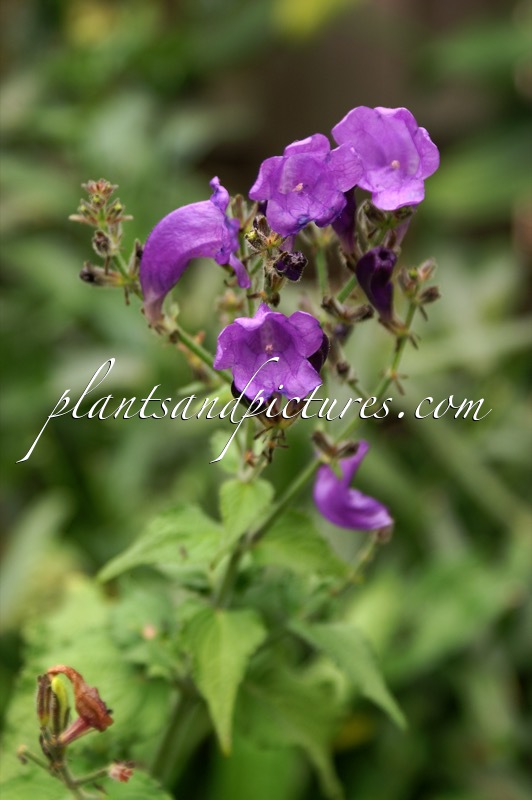 Strobilanthes attenuata