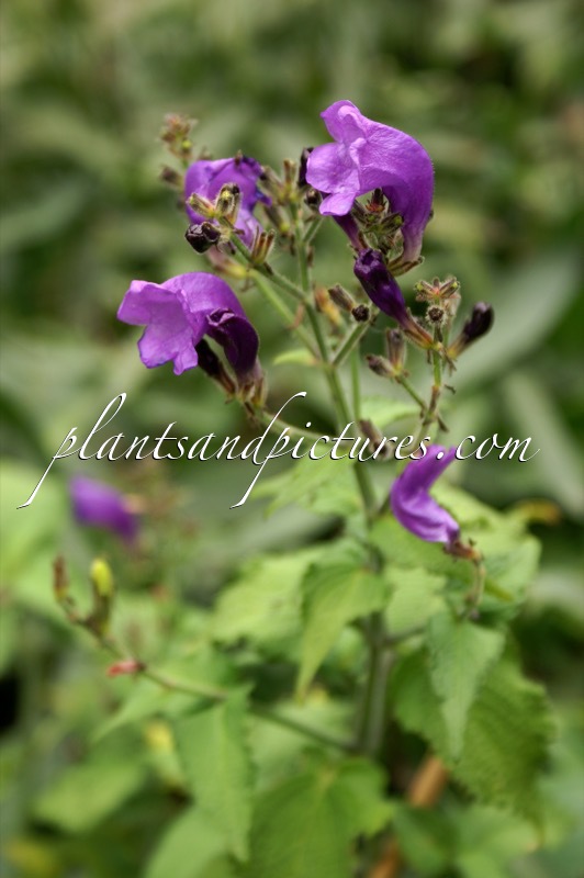 Strobilanthes attenuata