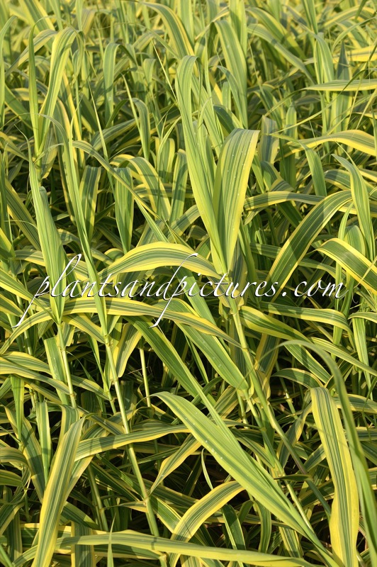 Arundo donax ‘Aureovariegata’