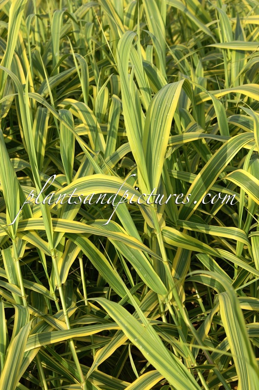 Arundo donax ‘Aureovariegata’