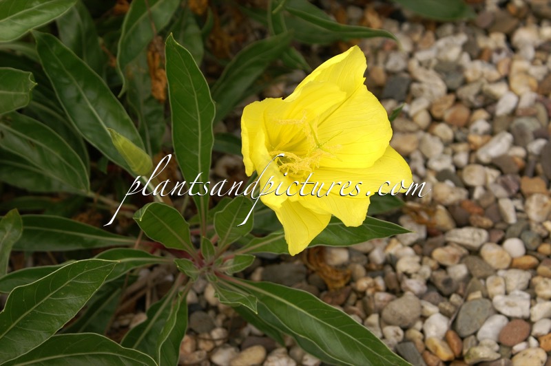 Oenothera macrocarpa
