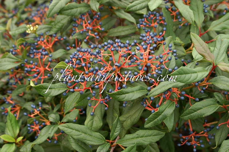 Viburnum globosum ‘Jermyns Globe’