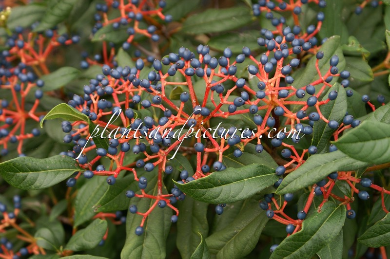 Viburnum globosum ‘Jermyns Globe’