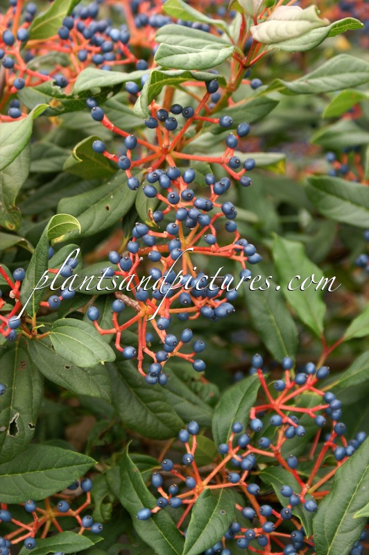 Viburnum globosum ‘Jermyns Globe’