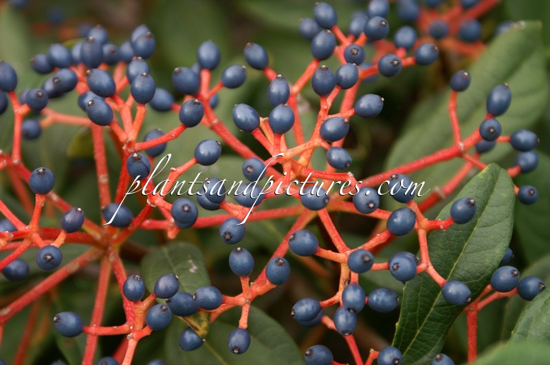 Viburnum globosum ‘Jermyns Globe’