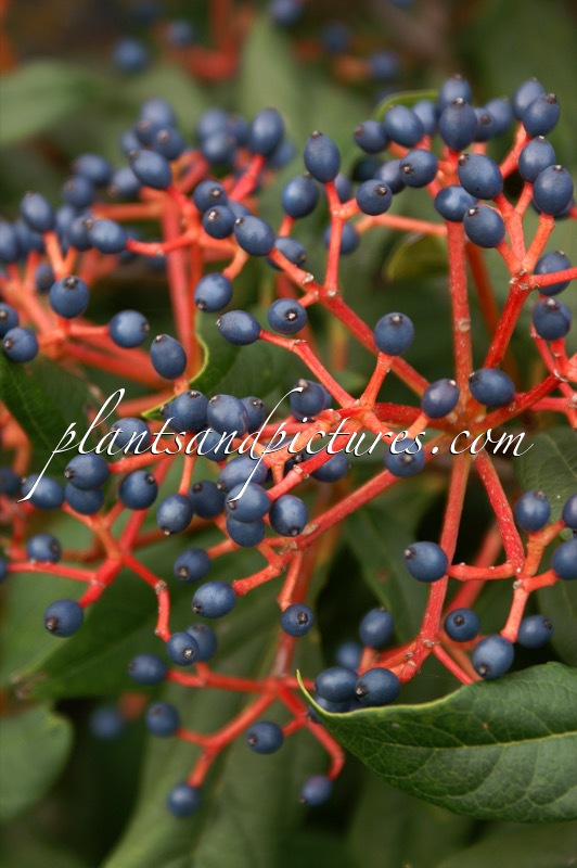Viburnum globosum ‘Jermyns Globe’