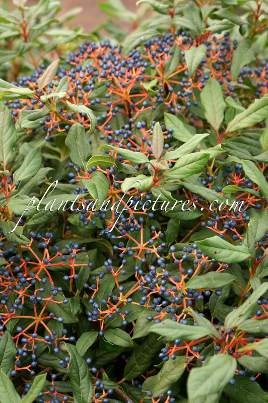 Viburnum globosum ‘Jermyns Globe’