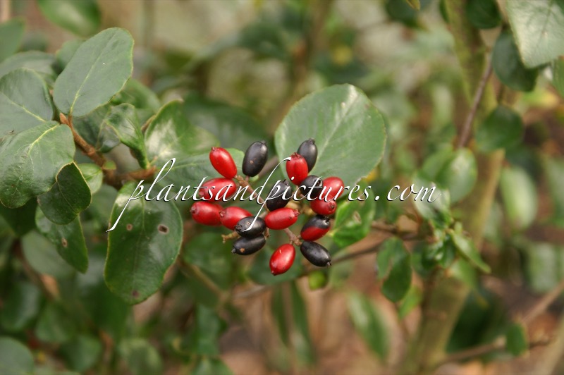 Viburnum burkwoodii ‘Anne Russell’