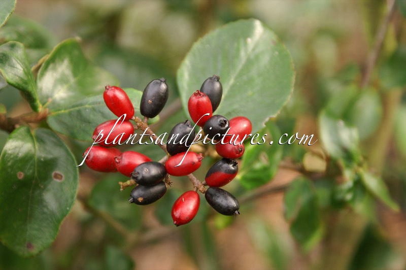 Viburnum burkwoodii ‘Anne Russell’