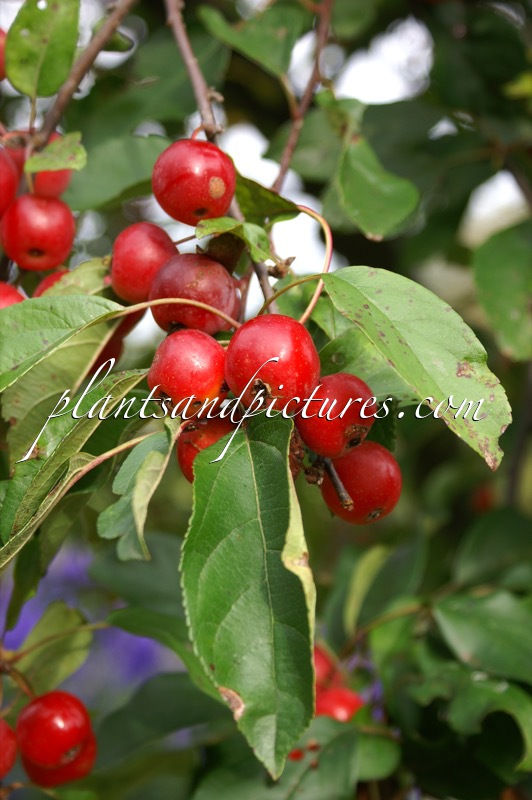 Malus ‘Gorgeous’