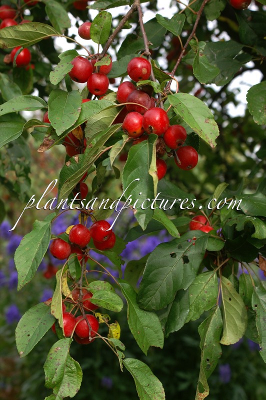 Malus ‘Gorgeous’