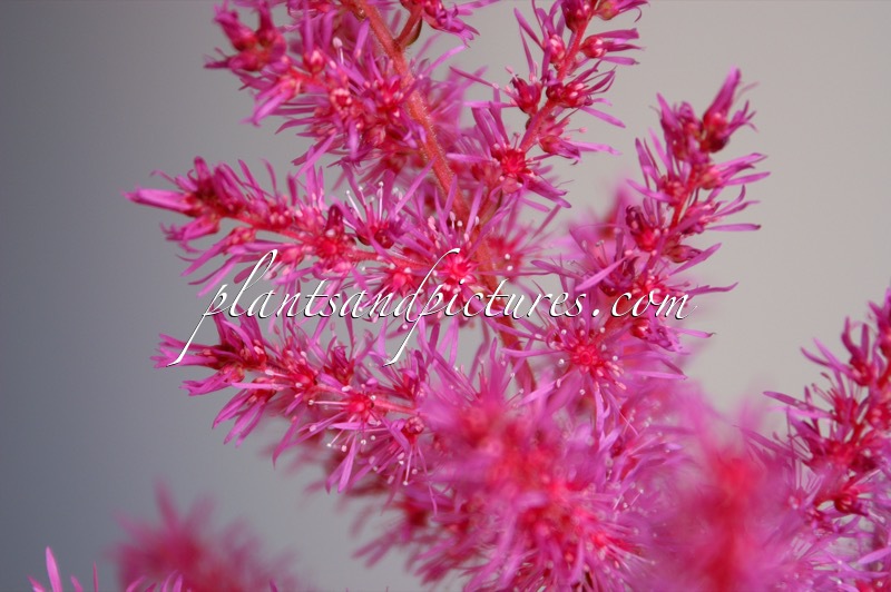 Astilbe ‘To have and to Hold’