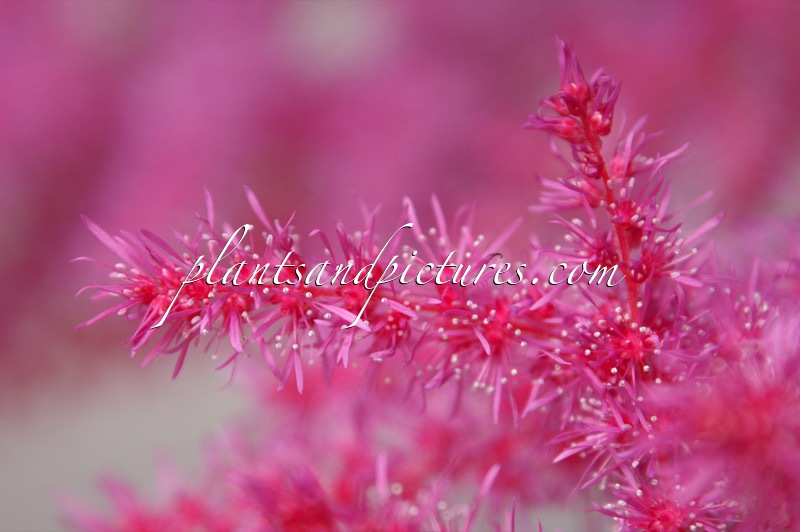 Astilbe ‘To have and to Hold’