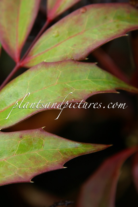 Mahonia savilliana