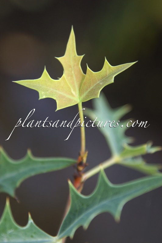 Mahonia trifoliolata var. glauca