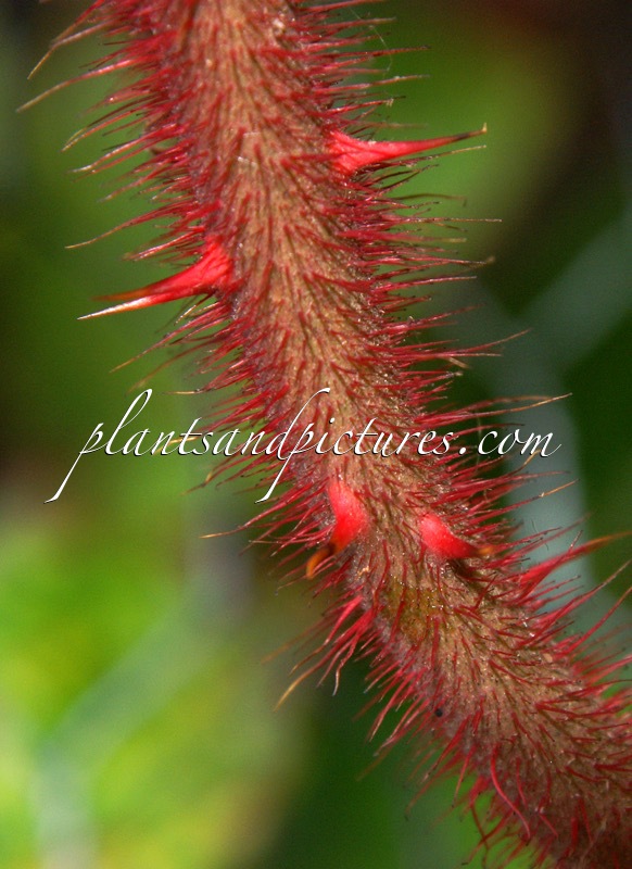 Rubus phoenicolasius