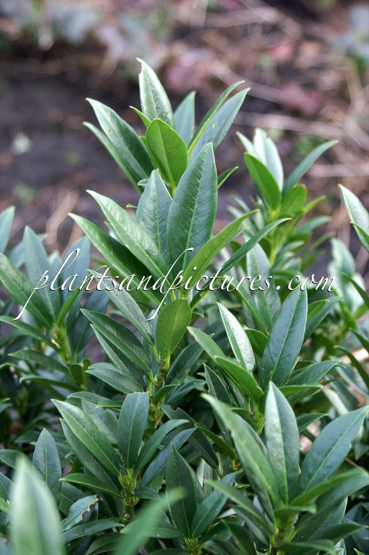 Prunus laurocerasus ‘Gajo’