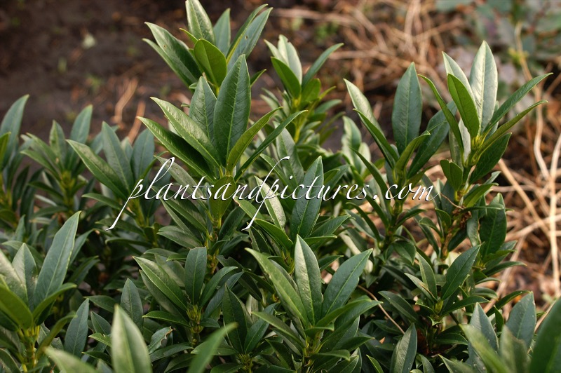 Prunus laurocerasus ‘Gajo’