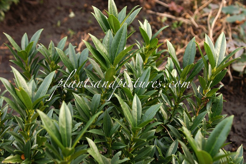 Prunus laurocerasus ‘Gajo’