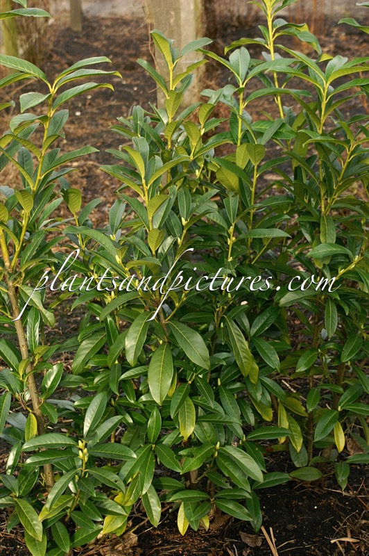 Prunus laurocerasus ‘Mariblon’ (GENOLIA)