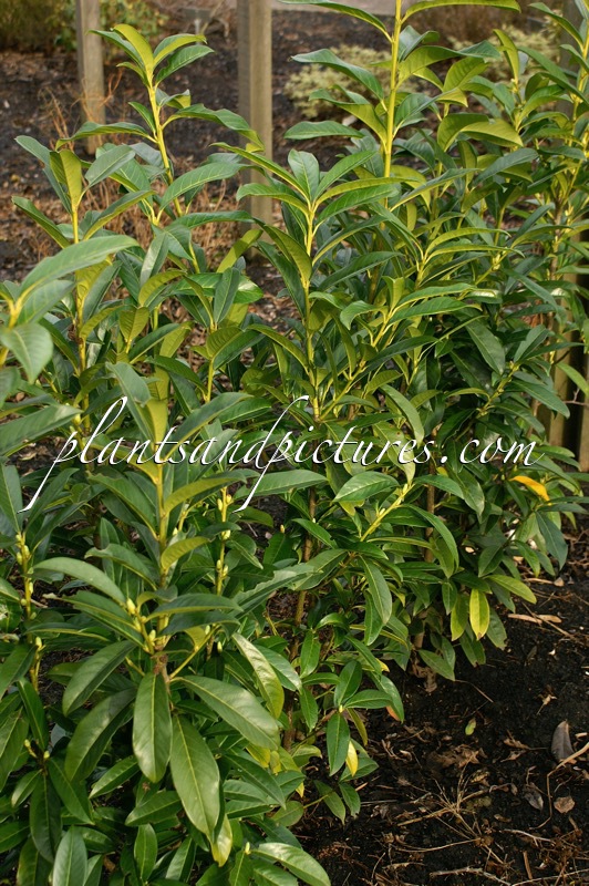 Prunus laurocerasus ‘Mariblon’ (GENOLIA)