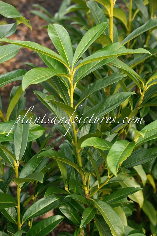 Prunus laurocerasus ‘Mariblon’ (GENOLIA)