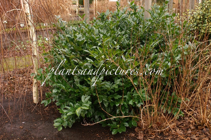 Prunus laurocerasus ‘Kugreen’ (GREEN VALLEY)