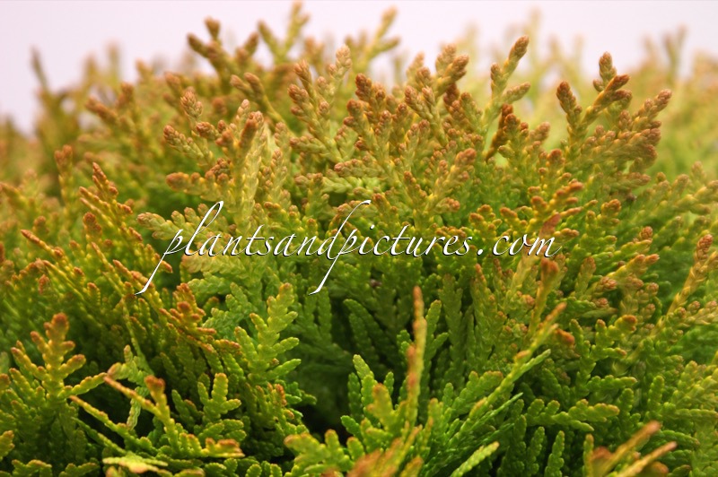 Thuja occidentalis ‘Mirjam’