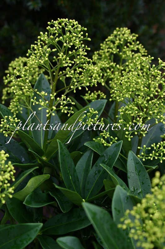 Skimmia ‘Thereza’