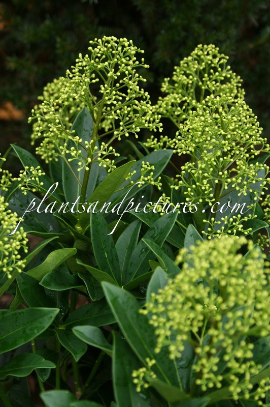 Skimmia ‘Thereza’