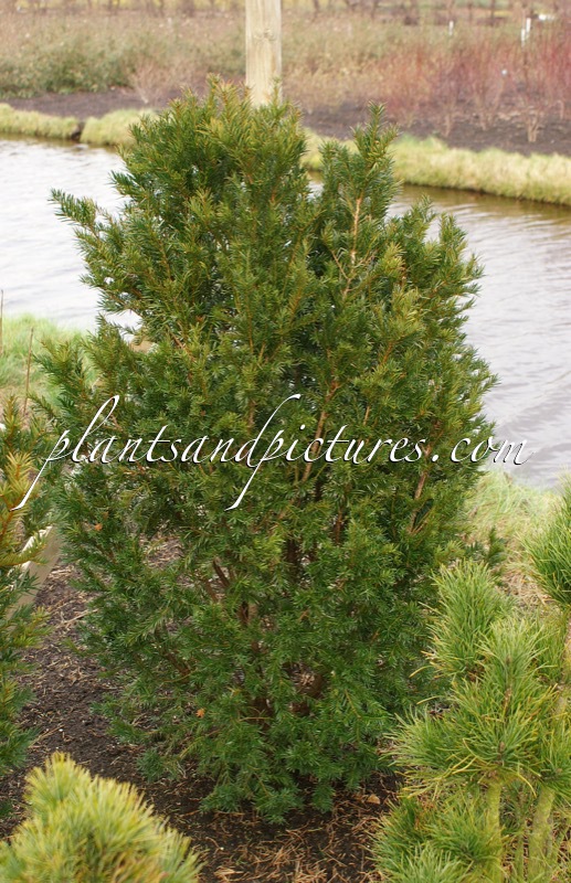 Taxus cuspidata